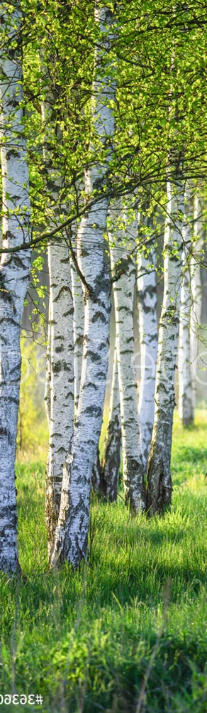 arbre en bouleau