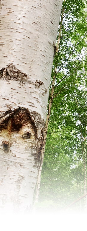 arbre de bouleau forêt Minérasève