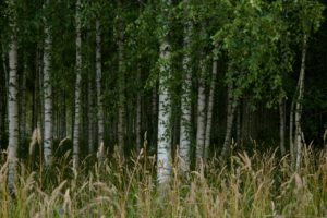 forêt de sève de bouleau bio pour la récolte d’une sève lactofermentée pour l’automne