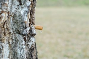 cure de sève de bouleau au printemps pour bénéficier d’un coup de boost / description : un tronc de bouleau avec un petit tuyau montrant la sève qui coule